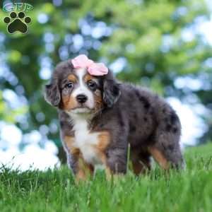 Junebug, Mini Bernedoodle Puppy